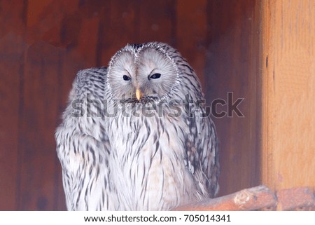 Great Grey Owl with yellow eyes in the zoo