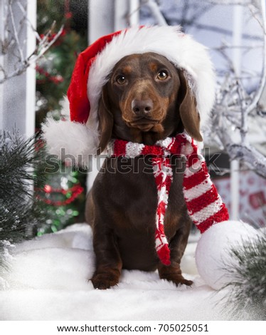 dachshund in Santa Hat, New Year's puppy, Christmas dog