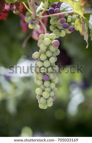 Grapes in tree