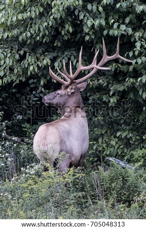 Bull Elk - photograph taken in Elk County, Elk State Forest, Benezette, Pennsylvania.
