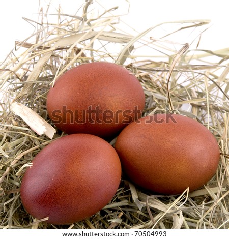 Closeup picture of brown easter eggs in nest on white background