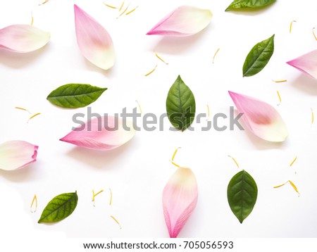 Top view of lotus petals with green leaves and yellow pollen on white background. Flat lay.