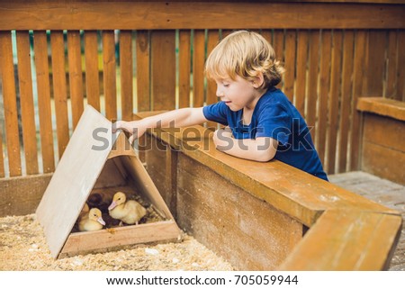 toddler boy caresses and playing with Ducklings in the petting zoo. concept of sustainability, love of nature, respect for the world and love for animals. Ecologic, biologic, vegan, vegetarian.
