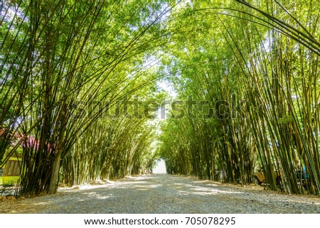 beautiful tunnel bamboo tree and walkway on day