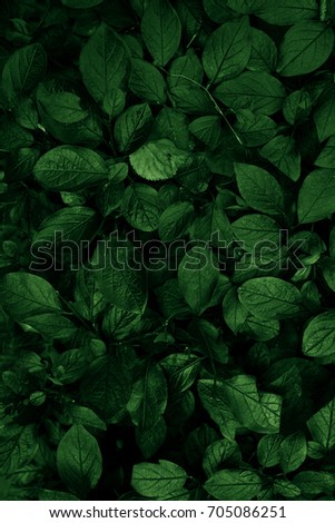Green leaves. Mobile photo. Nature background. Wallpaper