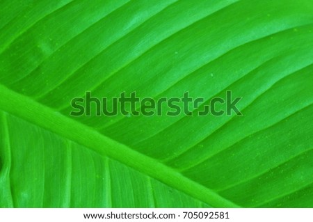 Texture of the green leave.