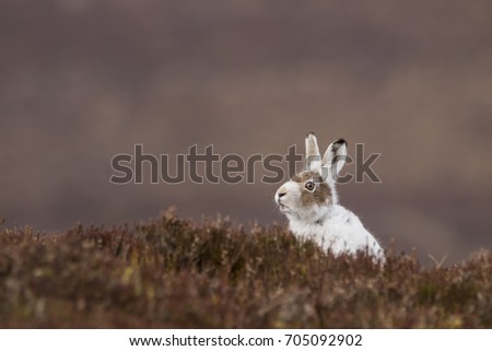 mountain hare, Lepus timidus