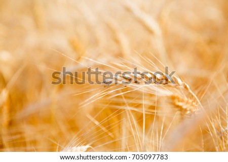 Picture of ripe rye field