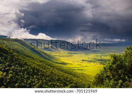Forest in The Ngorongoro Crater - Tanzania Royalty-Free Stock Photo #705121969