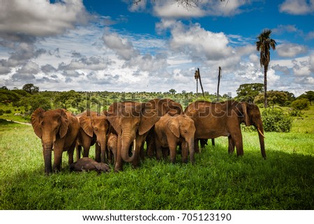 Group of elephants under baobab tree in Tarangire National Park  Royalty-Free Stock Photo #705123190