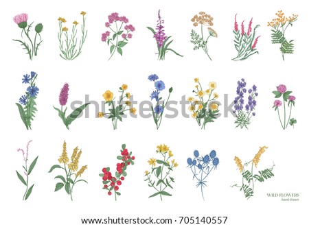 Collection of beautiful wild herbs, herbaceous flowering plants, blooming flowers, shrubs and subshrubs isolated on white background. Hand drawn detailed botanical vector illustration. Royalty-Free Stock Photo #705140557