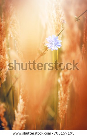 wild meow little blue flower in dry yellow orange grass in field in autumn. Outdoor vintage photo of nature