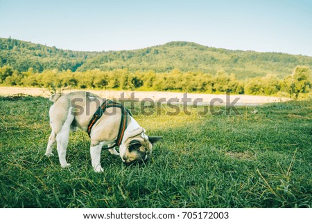 French Bulldog playing on green grass with river and mountains on background