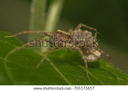 Spider with their baby on back