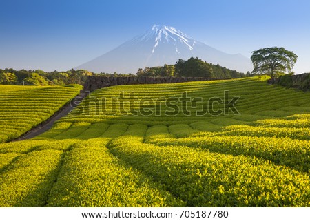 Tea farm and Mount Fuji in spring at Shizuoka prefecture