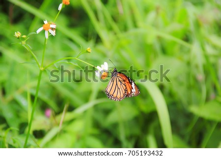 butterfly-with-flowers