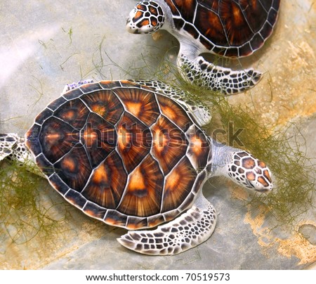 Sea turtles in nursery, Thailand