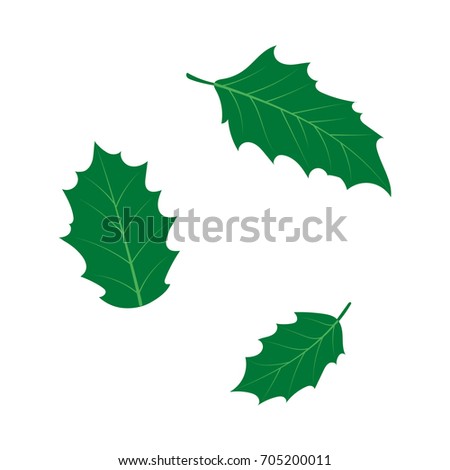 vector flat cartoon style holly tree, mistletoe or ilex leaves set. Isolated illustration on a white background. Christmas cards, banners of presentation decoration design symbol