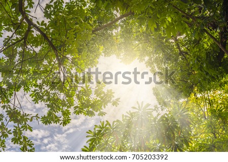 Sunlight in trees of green forest or Light rays in summer