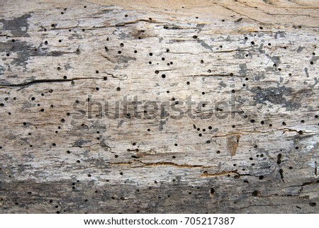 Old log with woodworm holes and burrows created by beatles Anobium punctatum