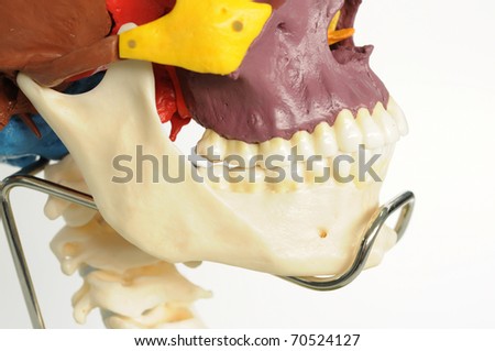 close up to human skull