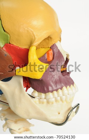 close up to human skull