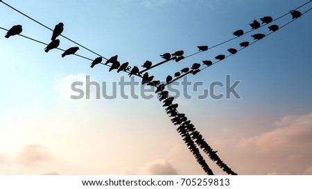 Silhouette of birds on the wires.