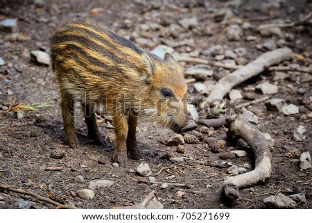wild boar baby is looking around