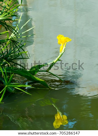 Hippeastrum Amaryllis yellow flower bright on the water in summer season,Background for about the love and romantic,Used for various tasks design