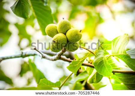 A lot of walnuts on the tree at sunset. Tree of walnuts. Harvesting of nuts. Royalty-Free Stock Photo #705287446