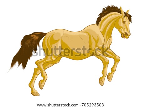 Colored illustration of a running horse on a white background. Wild galloping Buckskin mare with fluttering mane and ears laid back. Vector clip art and design element for equestrian club.