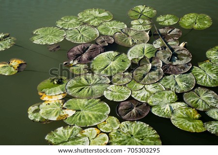 Frog and waterlily leaf in Danube Delta, Romania, in a summer day