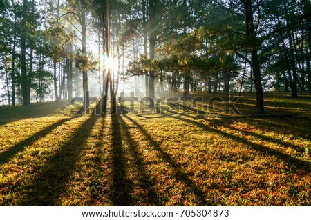 Ray at pine forest in the morning, Da lat, Vietnam. High, Best royalty free stock image,  high resolution