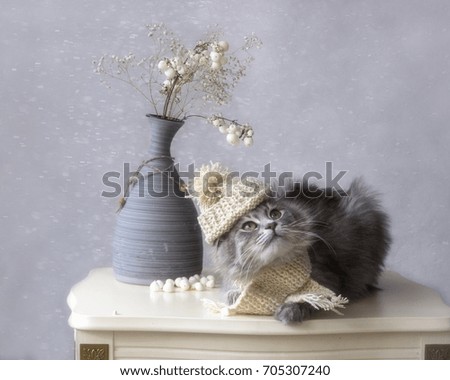 Kitty in the winter hat