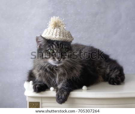 Old cat in the winter hat