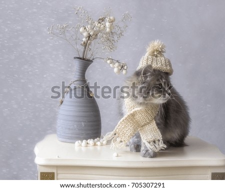 Kitty in the winter hat