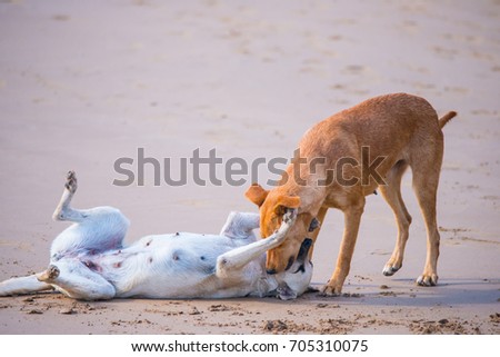 Dogs are kissing on the beach