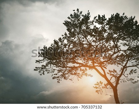 Tree with dark clouds sky background. / with copy space