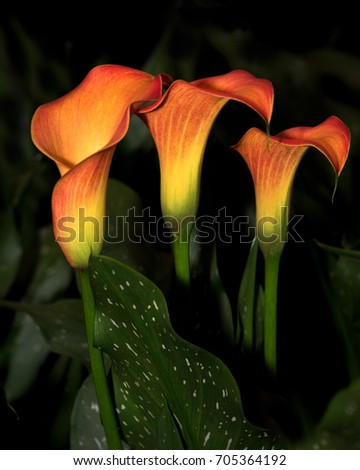 Close up of three perfect glowing Zantedeschia flowers variety Morning Sun. at a flower show in England.  on a black backgrouind.