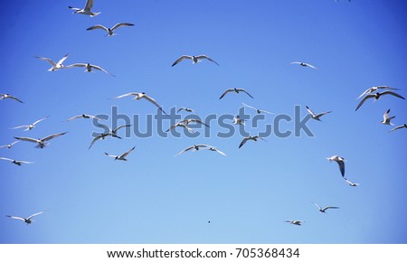 Flock of Cabot's Tern (Thalasseus acuflavidus) photographed in the state park Paulo Cesar Vinha in Guarapari, Espírito Santo, Brazil. 