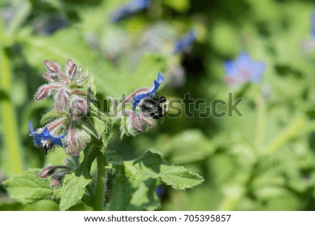 Blue Borage And Bees Edible Flower
