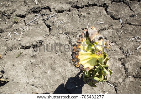 Dried sunflowers. One sunflower. dry soil of a barren land