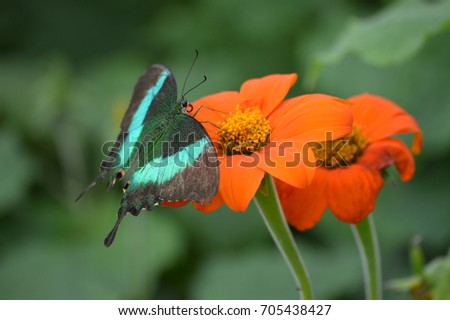 Butterfly in the garden Royalty-Free Stock Photo #705438427