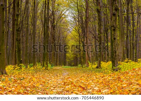 Photo of beautiful orange autumn forest with leaves and road