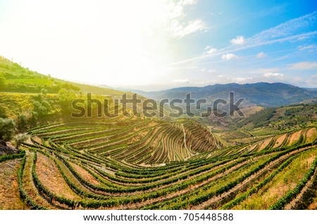 Douro Valley in Porto wine region: Vineyards near Duero river and Pinhao, Portugal Europe Royalty-Free Stock Photo #705448588
