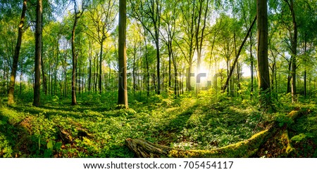 Sunset in the forest Royalty-Free Stock Photo #705454117