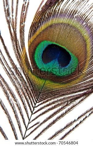 Detail of peacock feather eye isolated on white background.