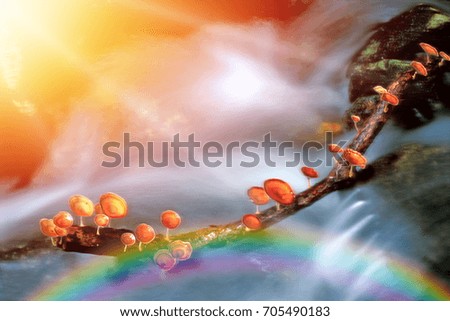 Mushroom picture blur with soft waterfall in forest,  can be used as a background