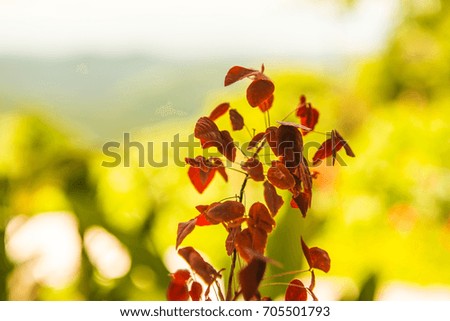 Red leaves with green background, Thailand.