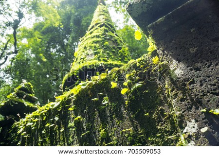 close up tiny plants growing cover on temple in rain forrest and blur background